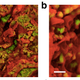 Illustration for article titled 75 Million-Year-Old Blood Cells Found in Dinosaur Fossils